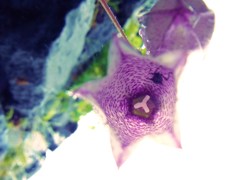 花の中