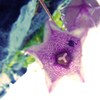 花の中