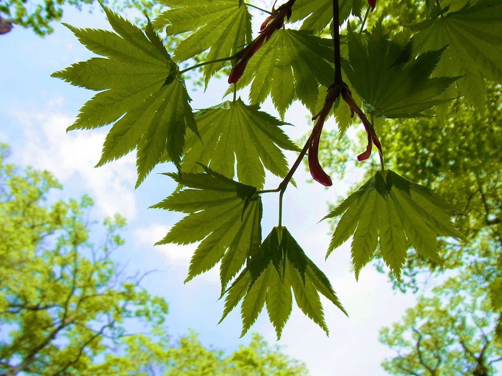 かえで？