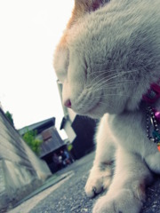 ねこねこ！