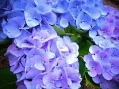紫陽花