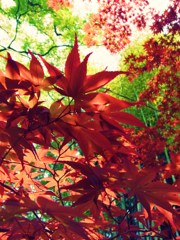 GWなのに紅葉