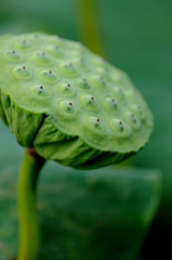 Lotus seed