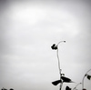 曇り空