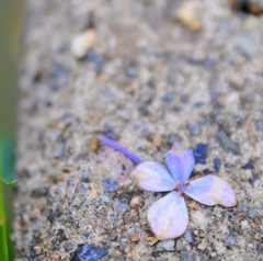 散りゆく紫陽花