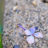 散りゆく紫陽花