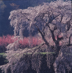 97-4-10又兵衛桜