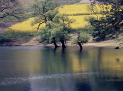 2006-5-10-北竜湖