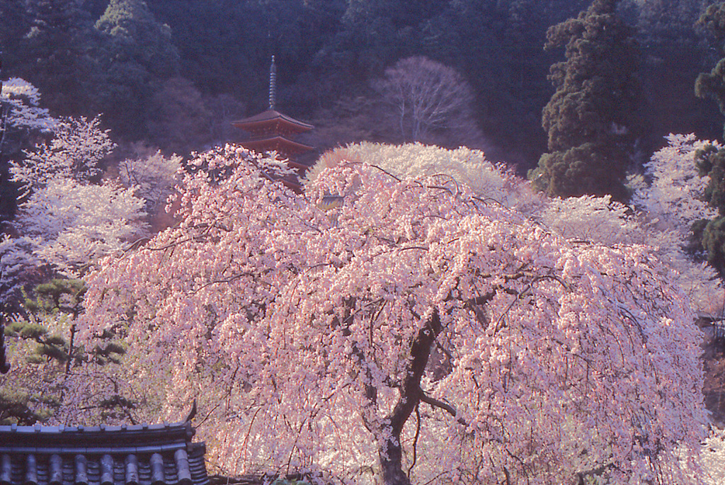 盛春
