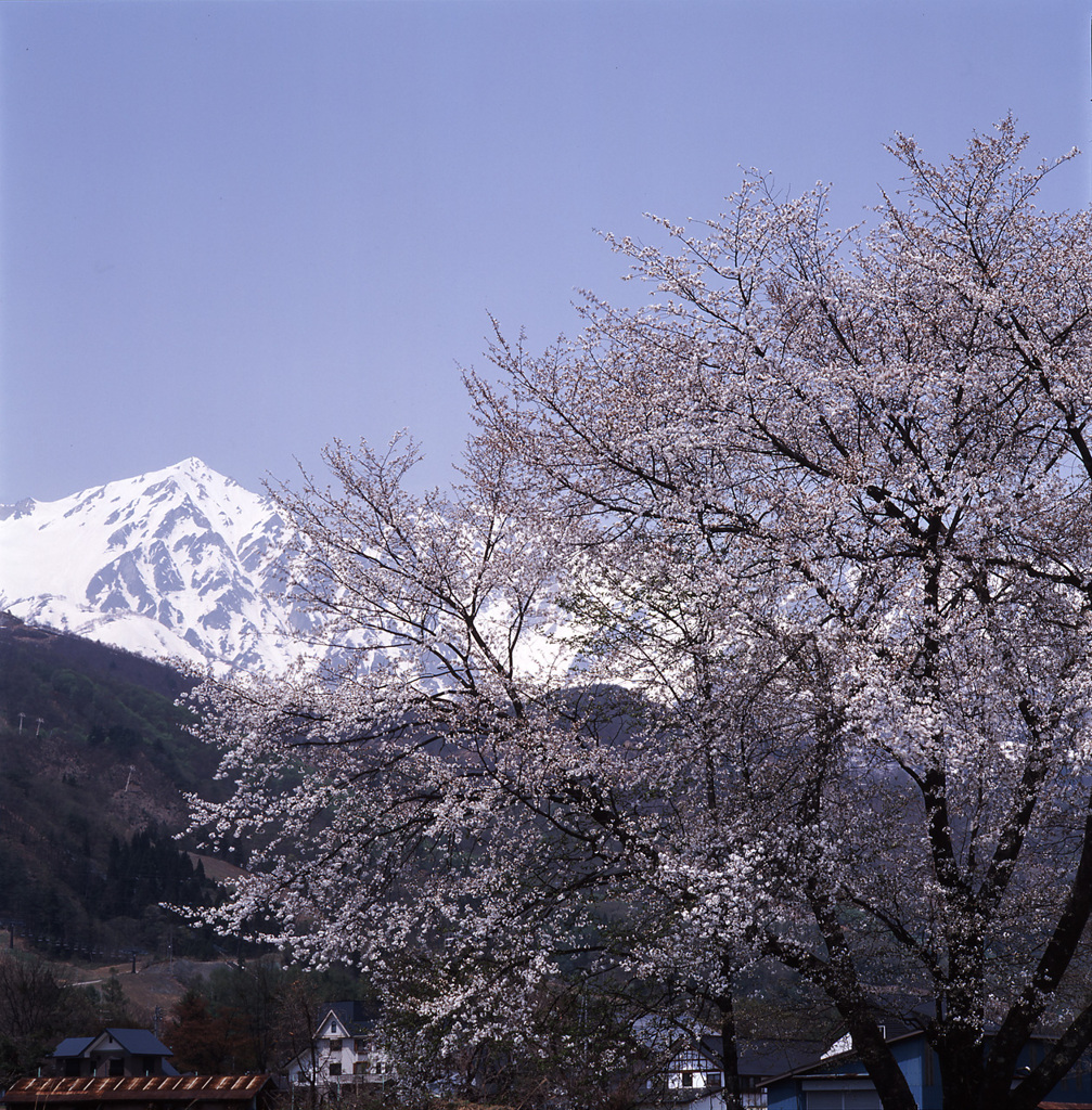 01-5-7-白馬