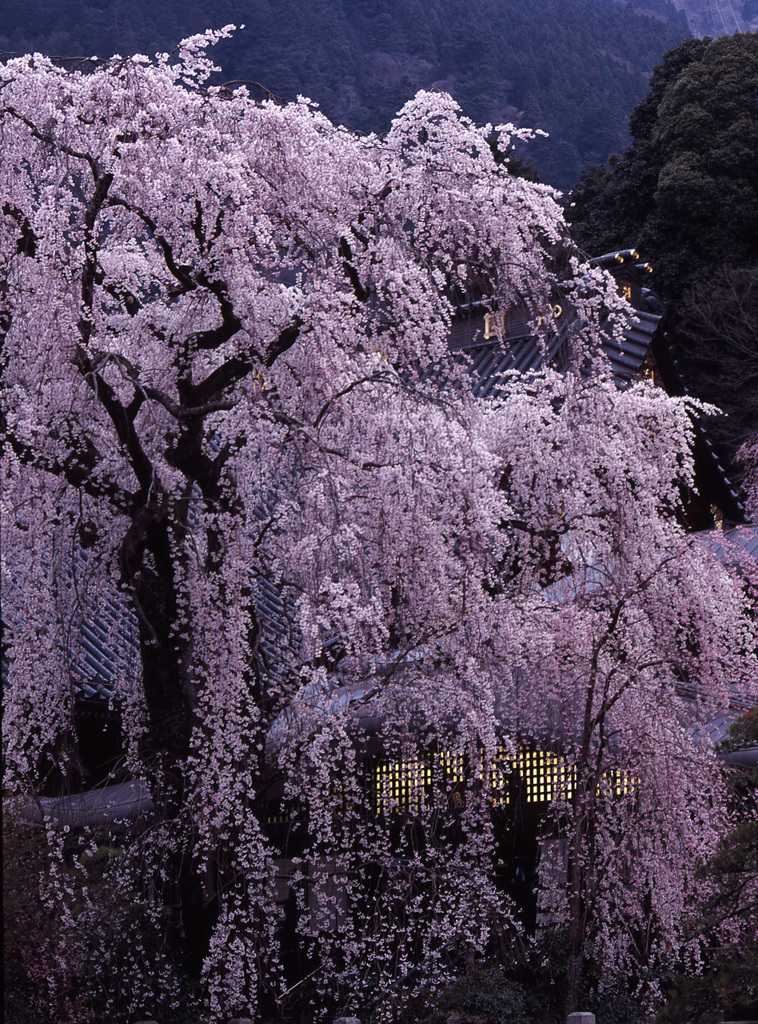04-3-30-身延山久遠寺