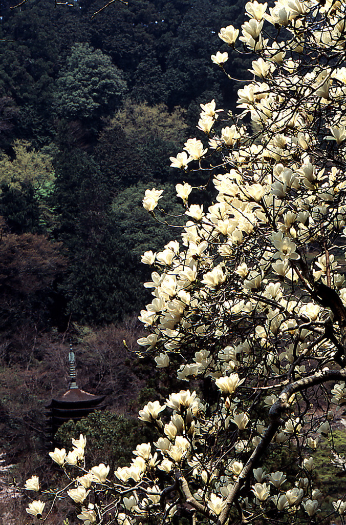 辛夷咲く塔 ２