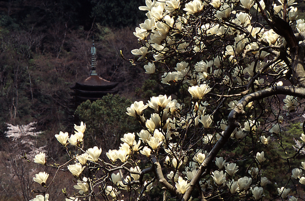 辛夷咲く塔