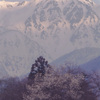 早春 2