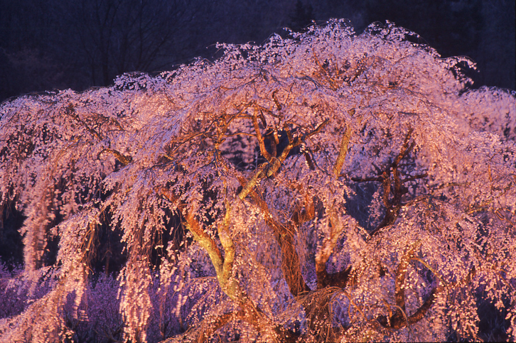 桜かがやく