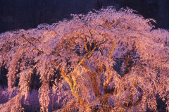 桜かがやく