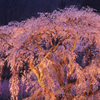 桜かがやく