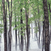 2007-5-8-松之山美人林