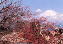 00-3-初旬-岩本山