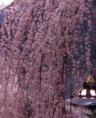 04-3-30-身延山久遠寺