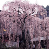 華麗