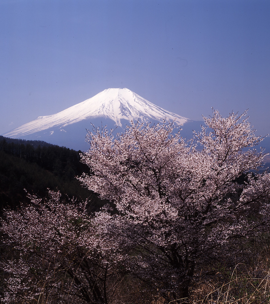 01-4-23-二十曲がり富士桜