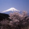 01-4-23-二十曲がり富士桜