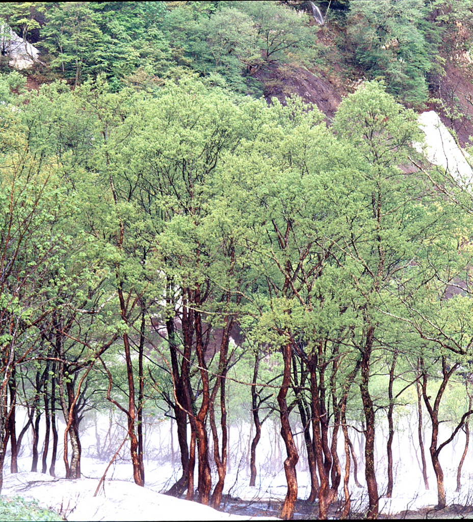 新緑雨飾り山