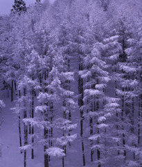 雪の樹林