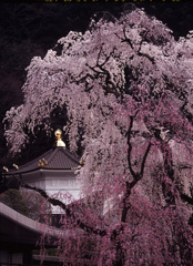04-3-30-身延山久遠寺