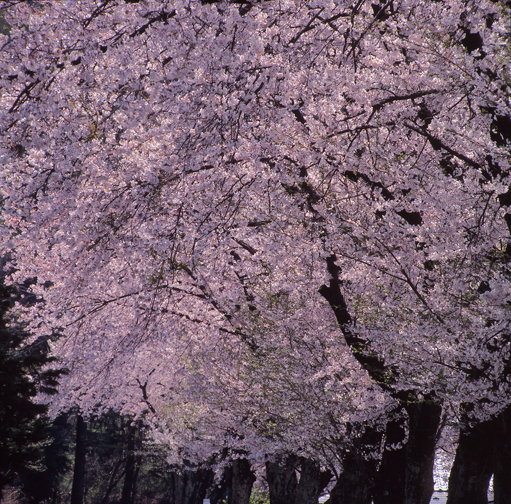 盛春