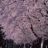 盛春