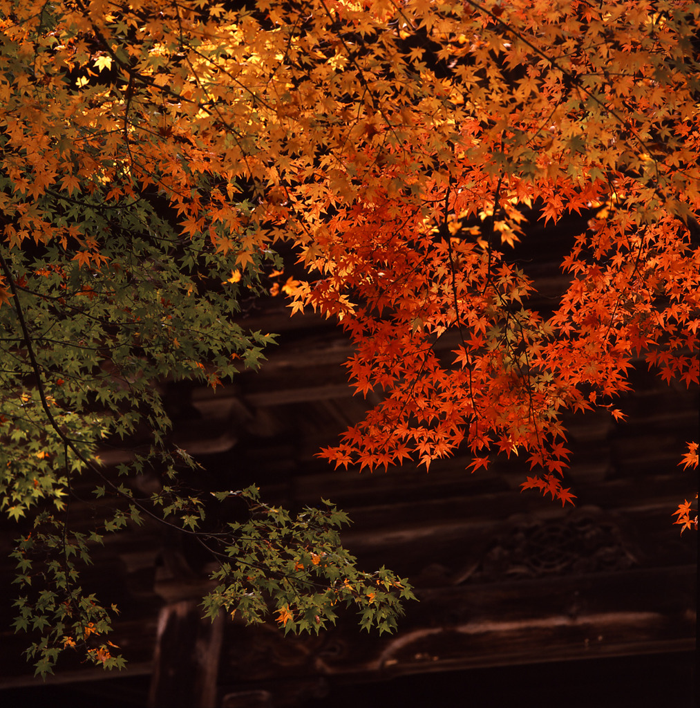 紅葉の門