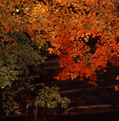 紅葉の門
