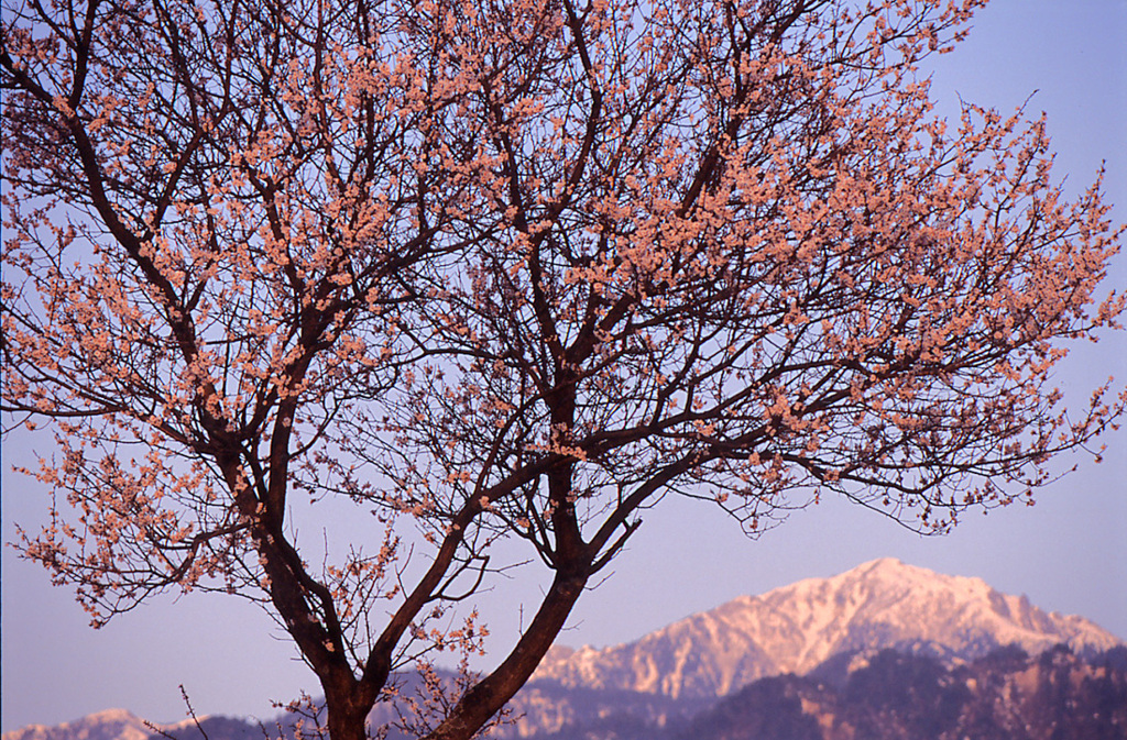 春の松川村