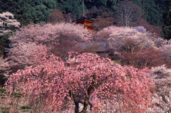 桜咲く寺 2