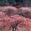 桜咲く寺 2