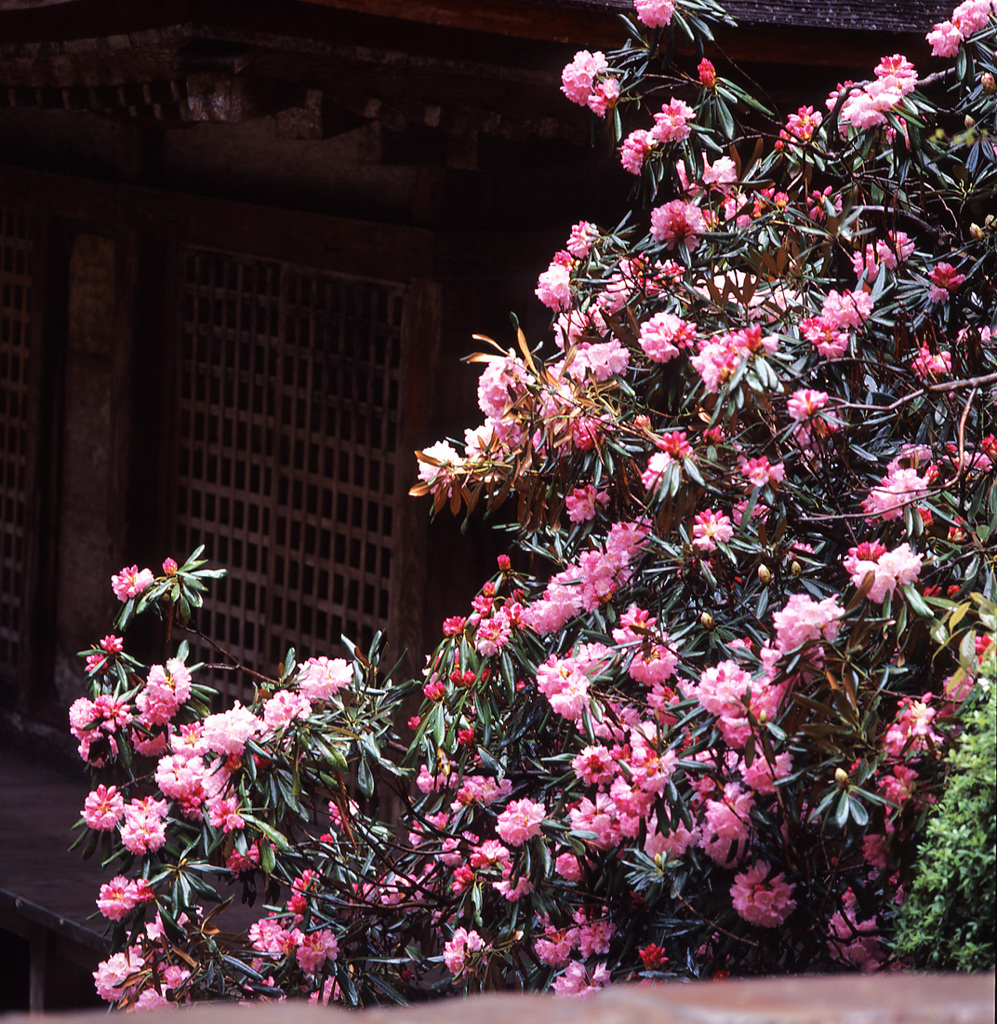 シャクナゲの寺