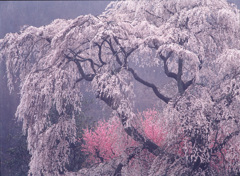 98-4-11又兵衛桜