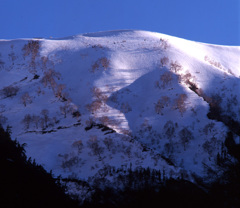 岳樺輝く