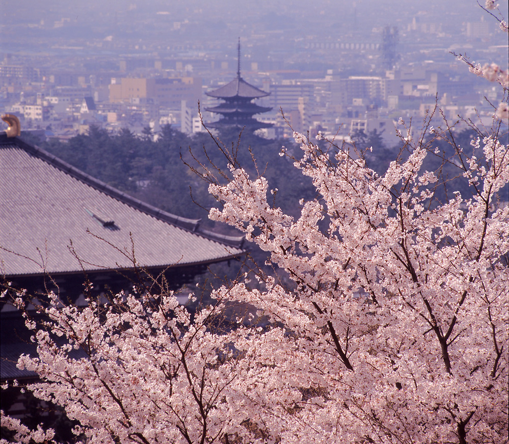 奈良の春