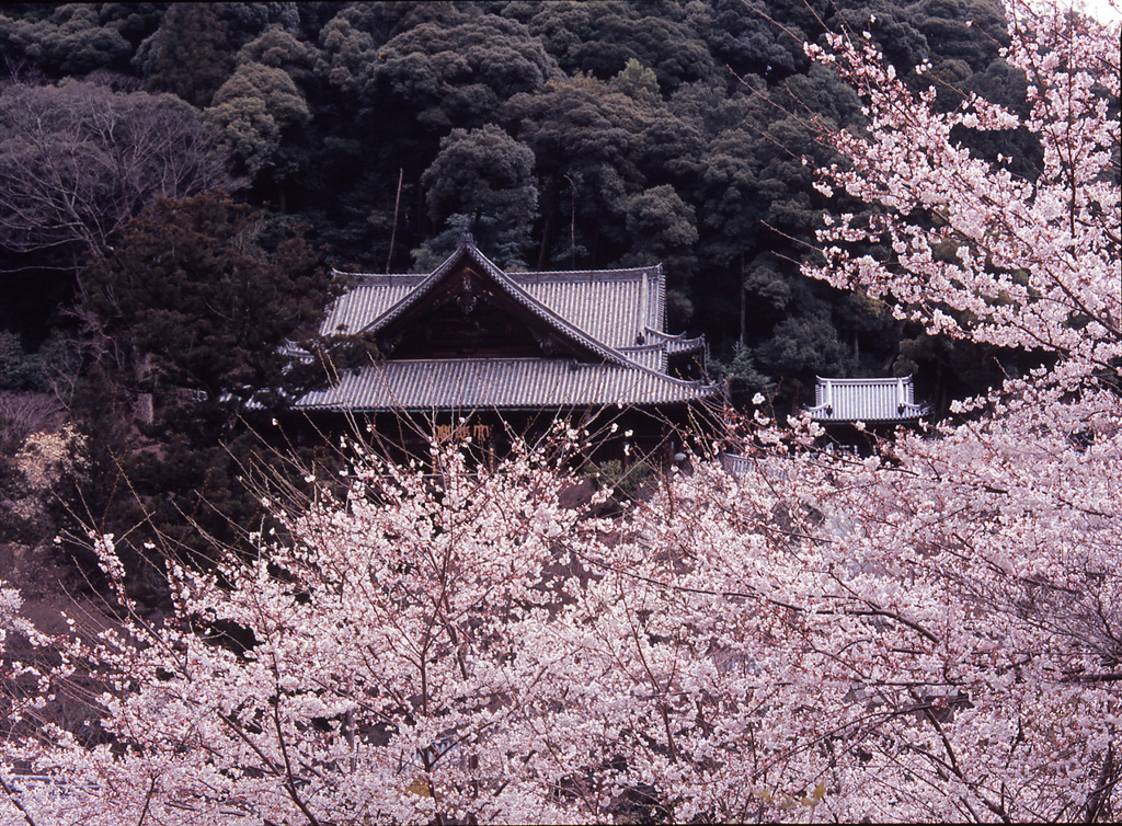 04-4-8-長谷寺