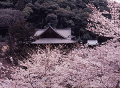 04-4-8-長谷寺