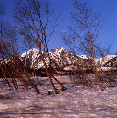 光る岳樺