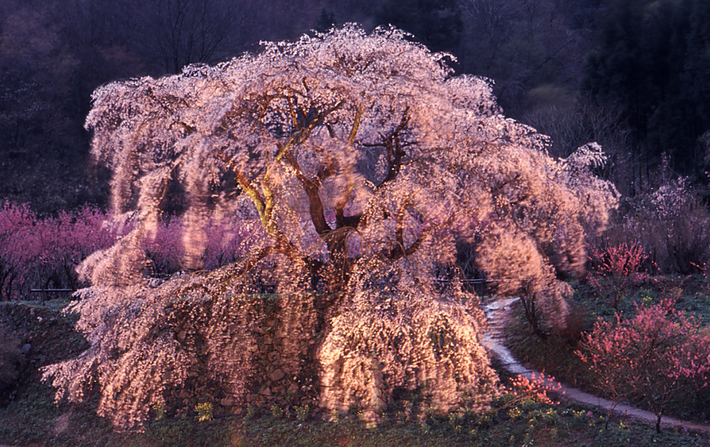 桜かがやく2