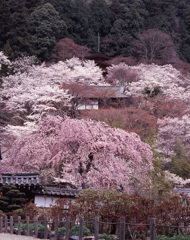 04-4-8-長谷寺
