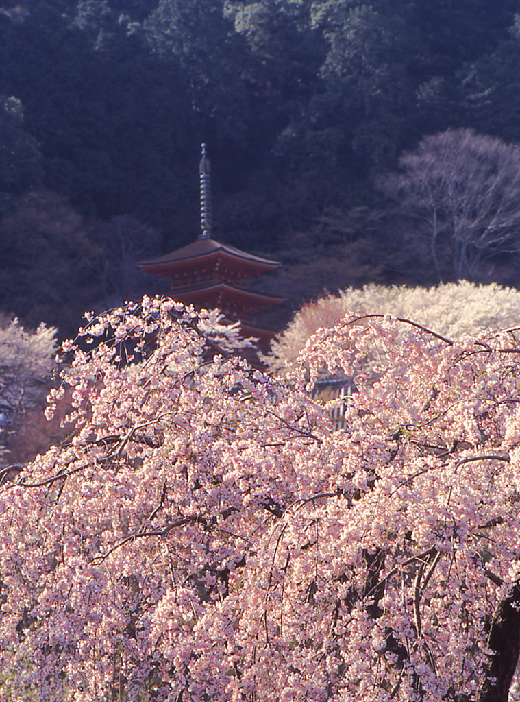 盛春2