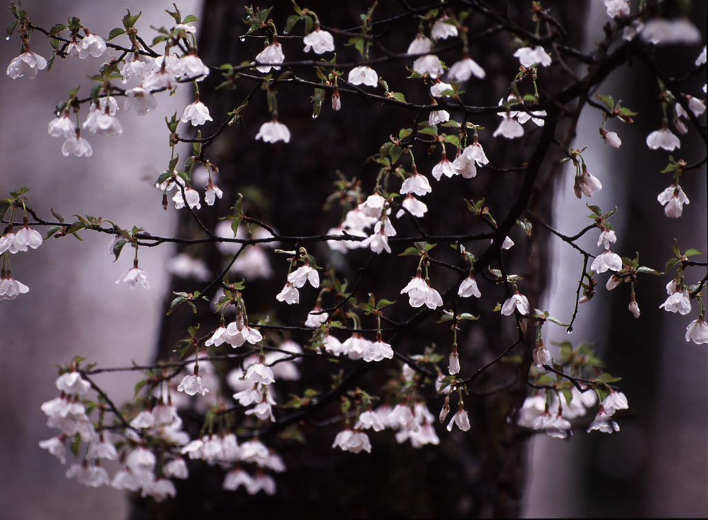 01-4-24-富士桜