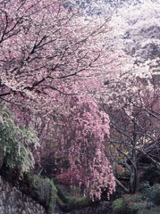 2005-4-5-長谷寺