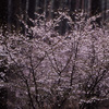 01-4-24-富士桜